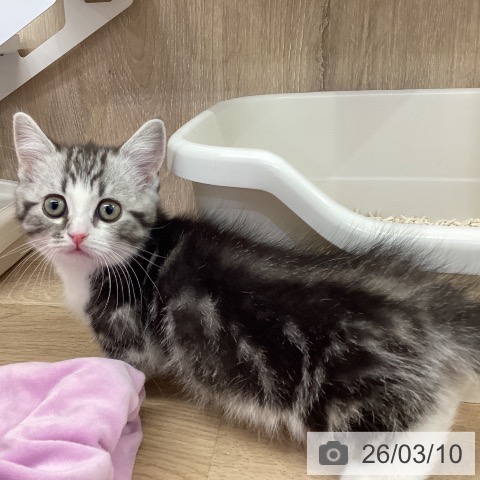 茨城県のミヌエット (ペットプラス つくば店/2026年1月5日生まれ/男の子/シルバータビーホワイト)の子猫の4枚目の画像