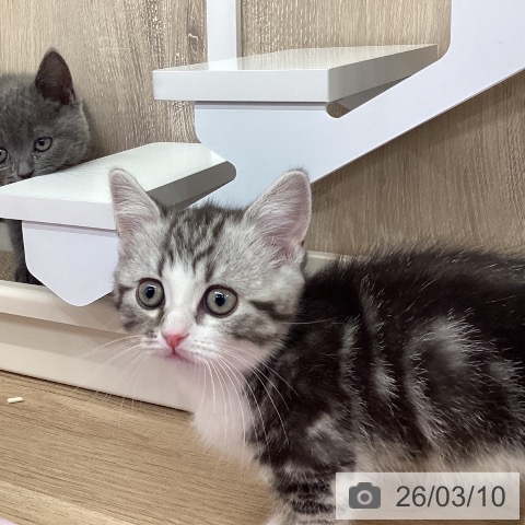 茨城県のミヌエット (ペットプラス つくば店/2026年1月5日生まれ/男の子/シルバータビーホワイト)の子猫の3枚目の画像