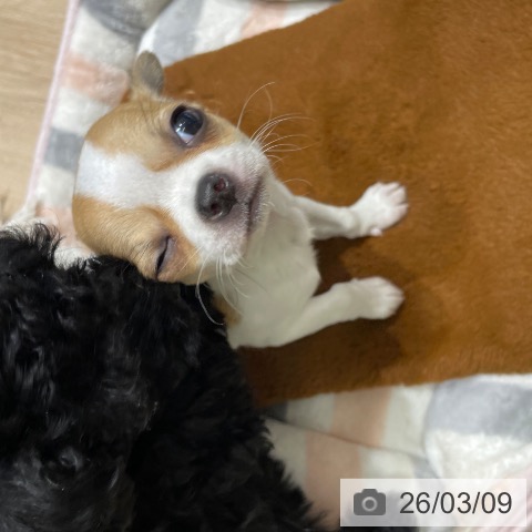 長野県のチワワ(ロング) (ペットプラス 須坂店/2026年1月3日生まれ/女の子/ホワイトレッド)の子犬の4枚目の画像