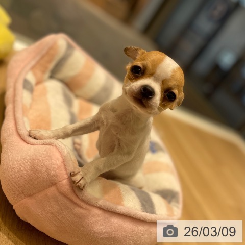 長野県のチワワ(ロング) (ペットプラス 須坂店/2026年1月3日生まれ/女の子/ホワイトレッド)の子犬の3枚目の画像