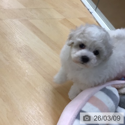 ビション・フリーゼの写真