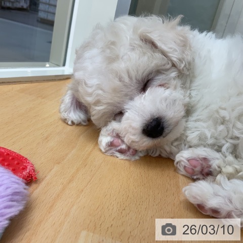 山梨県のビションフリーゼ (ペットプラス 甲府昭和店/2026年1月5日生まれ/女の子/ホワイト)の子犬の3枚目の画像