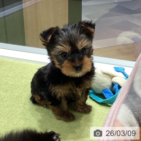 埼玉県のヨークシャーテリア (ペットプラス 川口店/2026年1月6日生まれ/男の子/スチールブルータン)の子犬の4枚目の画像