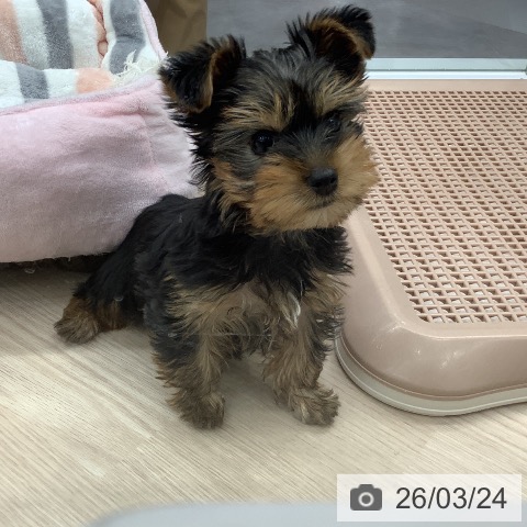 埼玉県のヨークシャーテリア (ペットプラス 川口店/2026年1月6日生まれ/男の子/スチールブルータン)の子犬の4枚目の画像