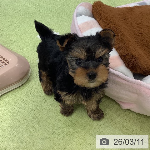 埼玉県のヨークシャーテリア (ペットプラス 川口店/2026年1月6日生まれ/男の子/スチールブルータン)の子犬の3枚目の画像