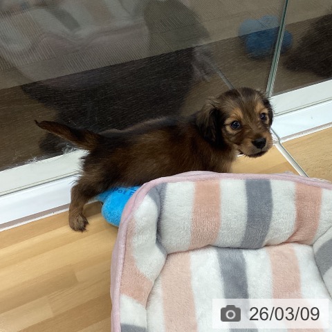 長野県のミニチュアダックスフンド(ロング) (ペットプラス 松本店/2026年1月6日生まれ/男の子/レッド)の子犬の4枚目の画像