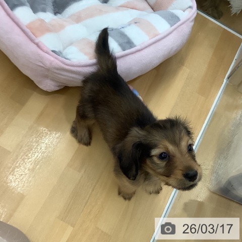 長野県のミニチュアダックスフンド(ロング) (ペットプラス 長野店/2026年1月6日生まれ/男の子/レッド)の子犬の4枚目の画像