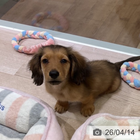 長野県のミニチュアダックスフンド(ロング) (ペットプラス 長野店/2026年1月6日生まれ/男の子/レッド)の子犬の4枚目の画像