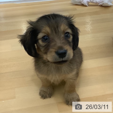 長野県のミニチュアダックスフンド(ロング) (ペットプラス 松本店/2026年1月6日生まれ/男の子/レッド)の子犬の3枚目の画像