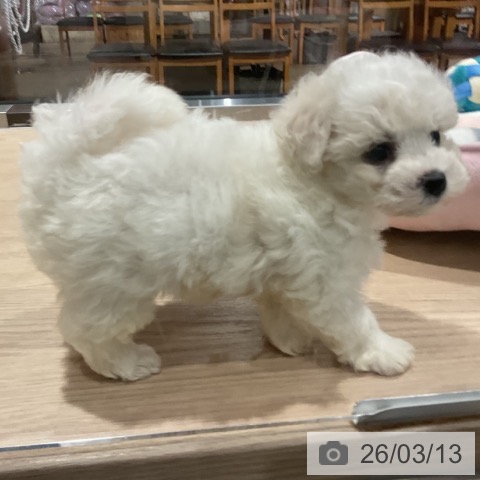 埼玉県のビションフリーゼ (ペットプラス コクーンシティ店/2026年1月6日生まれ/女の子/ホワイト)の子犬の4枚目の画像