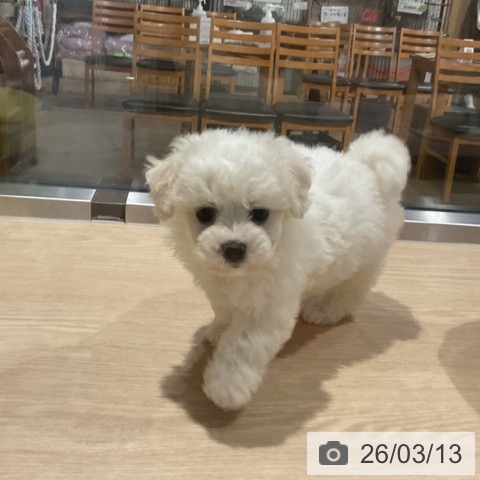 埼玉県のビションフリーゼ (ペットプラス コクーンシティ店/2026年1月6日生まれ/女の子/ホワイト)の子犬の3枚目の画像