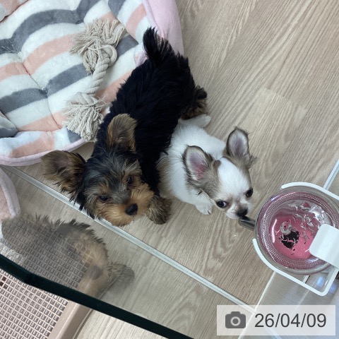 埼玉県のヨークシャーテリア (ペットプラス 八潮店/2025年12月31日生まれ/男の子/スチールブルータン)の子犬の4枚目の画像