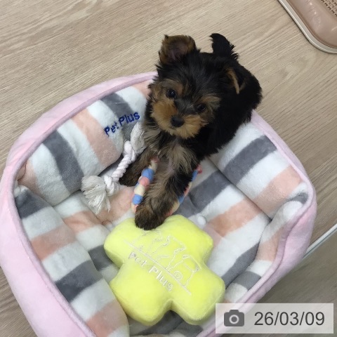 ヨークシャー・テリアの写真