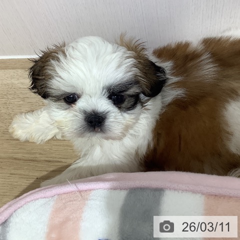 長野県のシーズー (ペットプラス 長野店/2026年1月5日生まれ/男の子/ホワイトゴールド)の子犬の4枚目の画像