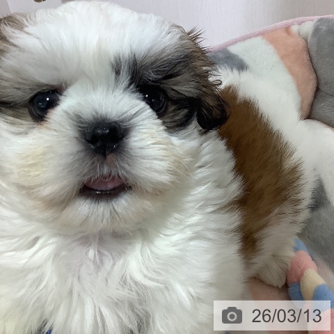 長野県のシーズー (ペットプラス 長野店/2026年1月5日生まれ/男の子/ホワイトゴールド)の子犬の3枚目の画像