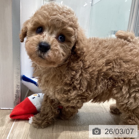 トイ・プードルの写真