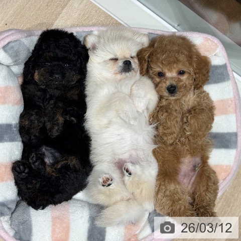 千葉県のトイプードル(トイ) (ペットプラス 木更津店/2026年1月4日生まれ/男の子/アプリコット)の子犬の3枚目の画像