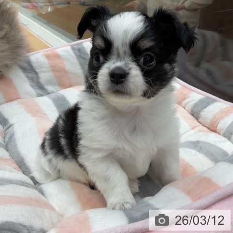 千葉県のチワワ(ロング) (ペットプラス 成田店/2026年1月6日生まれ/男の子/ホワイトブラックタン)の子犬の3枚目の画像