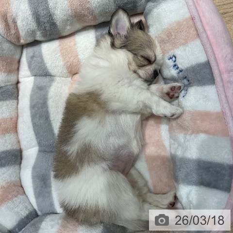 埼玉県のチワワ(ロング) (ペットプラス ららぽーと富士見店/2026年1月6日生まれ/女の子/ホワイトレッド)の子犬の3枚目の画像