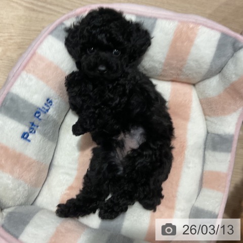 埼玉県のトイプードル(トイ) (ペットプラス コクーンシティ店/2026年1月4日生まれ/男の子/ブラック)の子犬の4枚目の画像