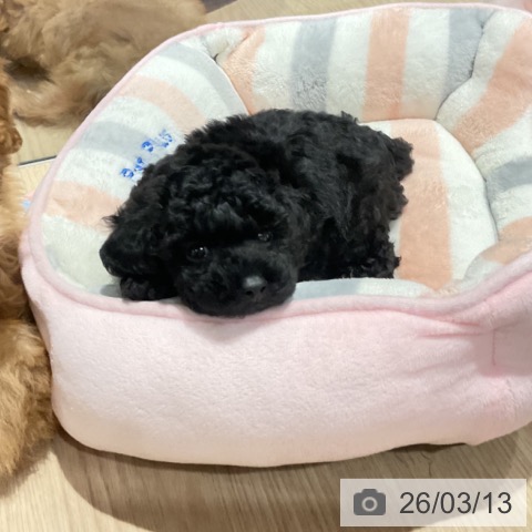 埼玉県のトイプードル(トイ) (ペットプラス コクーンシティ店/2026年1月4日生まれ/男の子/ブラック)の子犬の3枚目の画像