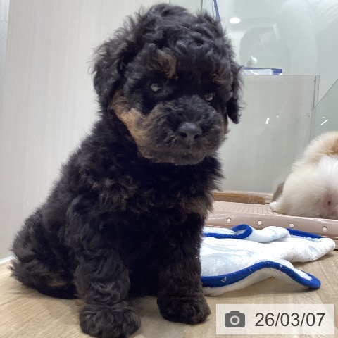 トイ・プードルの写真