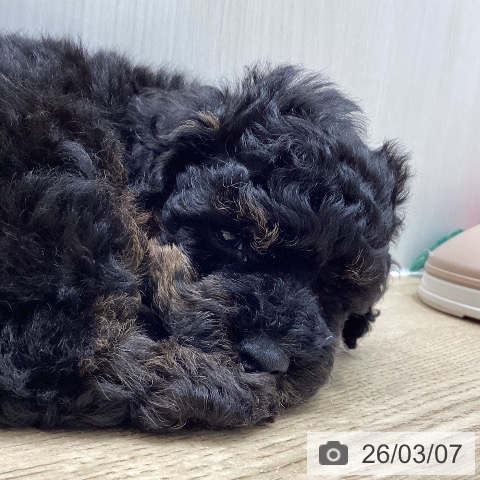 トイ・プードルの写真