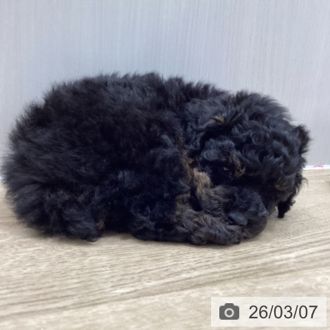 トイ・プードルの写真