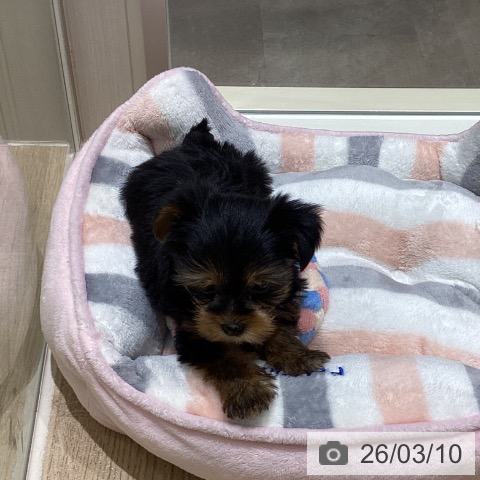 宮城県のヨークシャーテリア (ペットプラス 仙台上杉店/2026年1月4日生まれ/男の子/スチールブルータン)の子犬の4枚目の画像