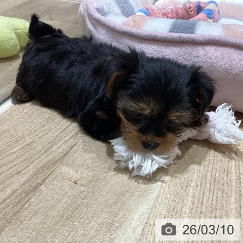 宮城県のヨークシャーテリア (ペットプラス 仙台上杉店/2026年1月4日生まれ/男の子/スチールブルータン)の子犬の3枚目の画像