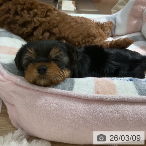 ヨークシャー・テリアの写真