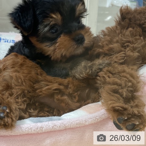 ヨークシャー・テリアの写真