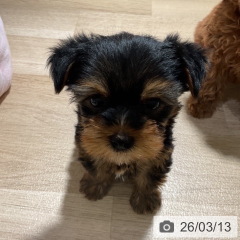 神奈川県のヨークシャーテリア (ペットプラス 湘南平塚店/2026年1月4日生まれ/男の子/スチールブルータン)の子犬の4枚目の画像