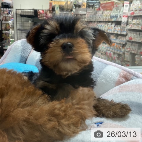 神奈川県のヨークシャーテリア (ペットプラス 湘南平塚店/2026年1月4日生まれ/男の子/スチールブルータン)の子犬の3枚目の画像