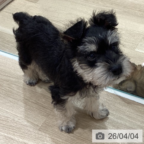 埼玉県のミニチュアシュナウザー (ペットプラス ピオニウォーク東松山店/2026年1月6日生まれ/男の子/ブラックシルバー)の子犬の4枚目の画像