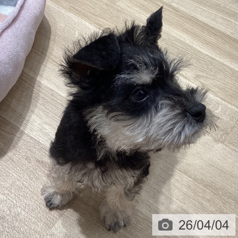 埼玉県のミニチュアシュナウザー (ペットプラス ピオニウォーク東松山店/2026年1月6日生まれ/男の子/ブラックシルバー)の子犬の3枚目の画像