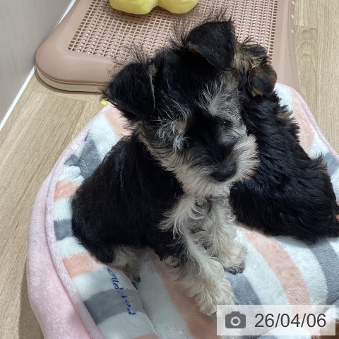 埼玉県のミニチュアシュナウザー (ペットプラス ピオニウォーク東松山店/2026年1月6日生まれ/男の子/ブラックシルバー)の子犬の4枚目の画像