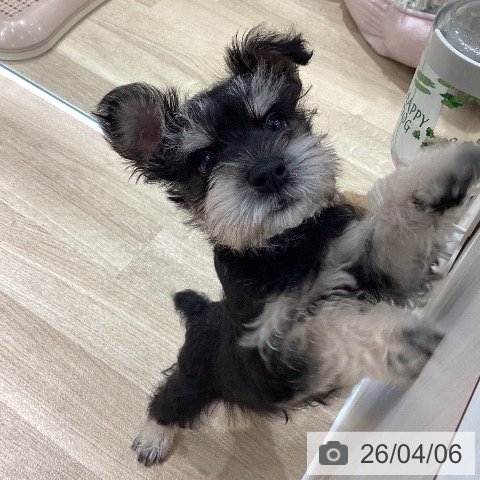 埼玉県のミニチュアシュナウザー (ペットプラス ピオニウォーク東松山店/2026年1月6日生まれ/男の子/ブラックシルバー)の子犬の3枚目の画像