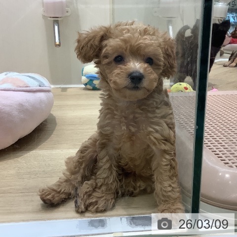 埼玉県のトイプードル(トイ) (ペットプラス ららぽーと新三郷店/2026年1月2日生まれ/男の子/アプリコット)の子犬の3枚目の画像