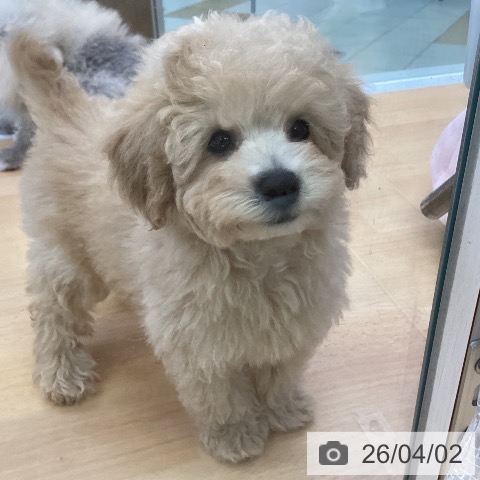 トイ・プードルの写真