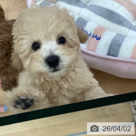 トイ・プードルの写真