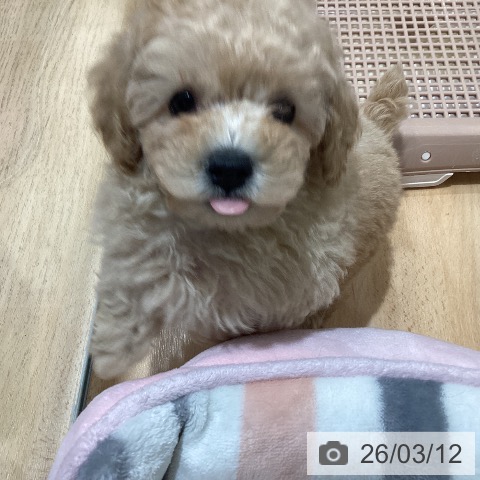 埼玉県のトイプードル(トイ) (ペットプラス 羽生店/2026年1月2日生まれ/男の子/クリーム)の子犬の4枚目の画像