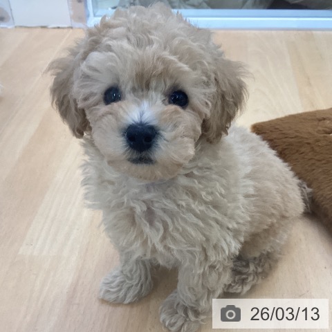 埼玉県のトイプードル(トイ) (ペットプラス 羽生店/2026年1月2日生まれ/男の子/クリーム)の子犬の3枚目の画像