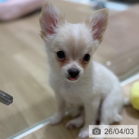 東京都のチワワ(ロング) (ペットプラス MARK IS 葛飾かなまち店/2026年1月4日生まれ/男の子/クリームホワイト)の子犬の4枚目の画像