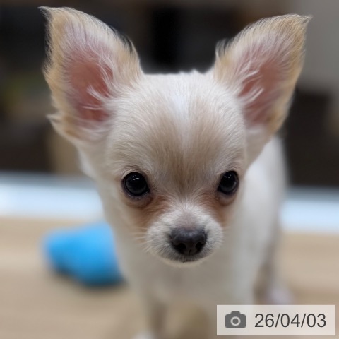 東京都のチワワ(ロング) (ペットプラス MARK IS 葛飾かなまち店/2026年1月4日生まれ/男の子/クリームホワイト)の子犬の3枚目の画像