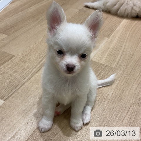 チワワの写真