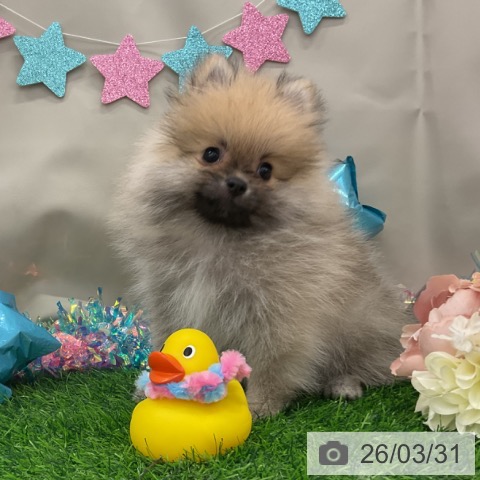 茨城県のポメラニアン (ペットプラス つくば店/2026年1月6日生まれ/女の子/オレンジ)の子犬の4枚目の画像
