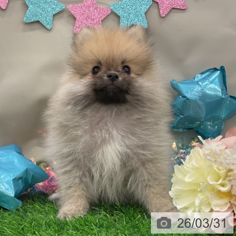 茨城県のポメラニアン (ペットプラス つくば店/2026年1月6日生まれ/女の子/オレンジ)の子犬の3枚目の画像