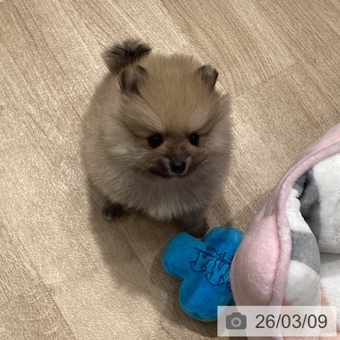 ポメラニアンの写真