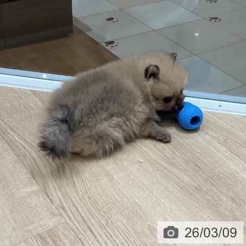 ポメラニアンの写真